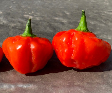 Sweet Bonnet Pepper Seeds