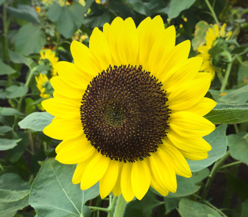 Helianthus annuus - Lemon Queen Sunflower