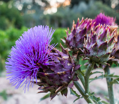 Cynara cardunculus - Cardoon Seeds