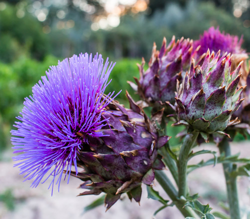 Cynara cardunculus - Cardoon Seeds