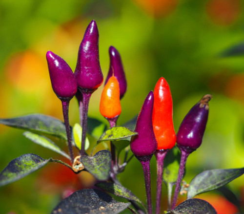 Purple Tiger Pepper Seeds Purple Tiger Pepper Seeds