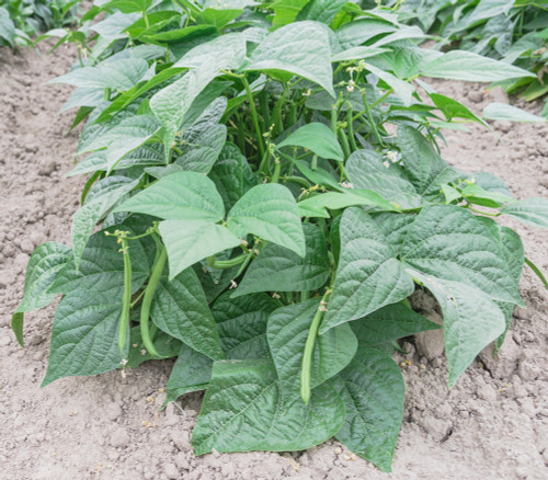 Contender Bush Bean Seeds