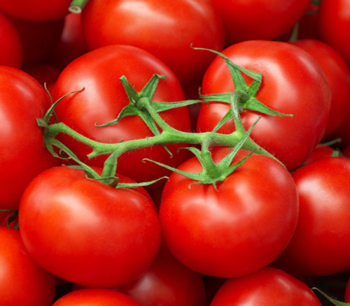 Calypso Tomato Seeds