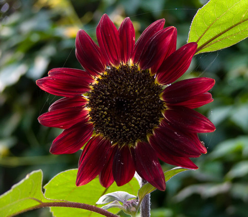Helianthus annuus - Chocolate Cherry Sunflower Seeds
