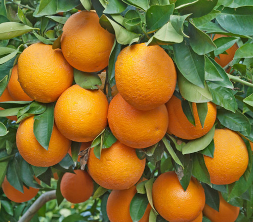 Citrus sinensis - Pineapple Sweet Orange Seeds Citrus sinensis - Pineapple Sweet Orange Seeds
