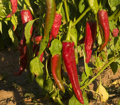 Ms. Junie Pepper Seeds
