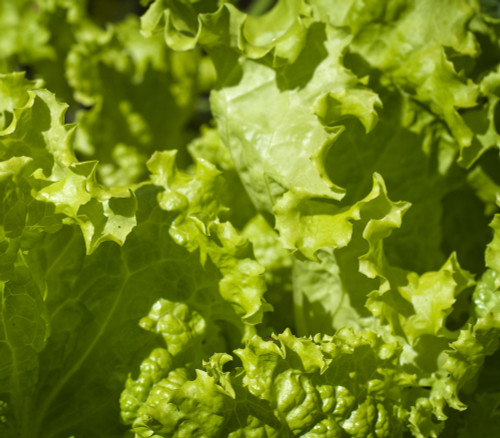 Green Ice Leaf Lettuce Seeds Green Ice Leaf Lettuce Seeds