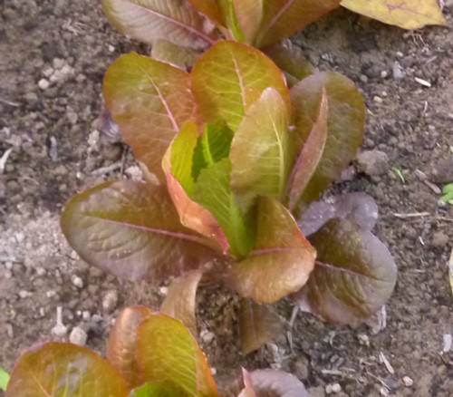 Cimmaron Romaine Lettuce Seeds