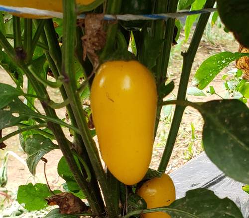 Lemon Spice Jalapeno Seeds