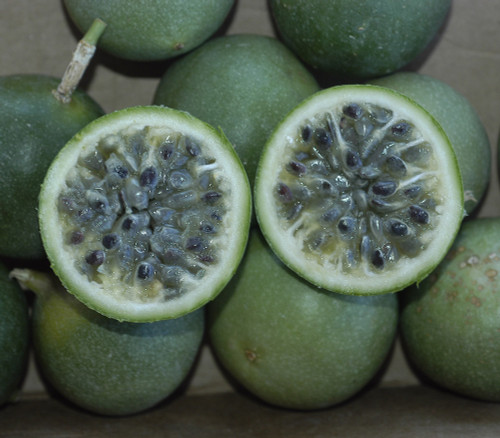 Passiflora setacea - Sururuca Seeds