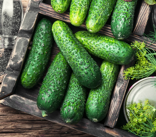 Boston Pickling Cucumber Seeds