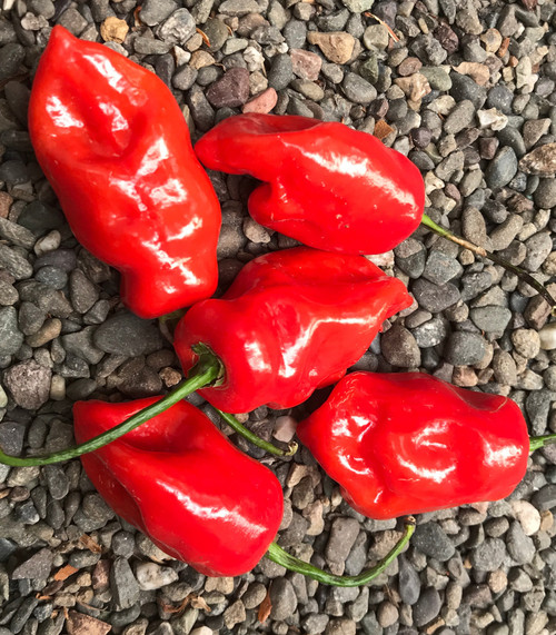 Komodo Dragon Pepper Seeds