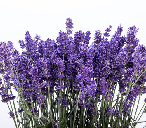 Lavandula angustifolia - Lavender, Italian Seeds