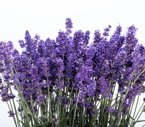 Lavandula angustifolia - Lavender, Italian Seeds