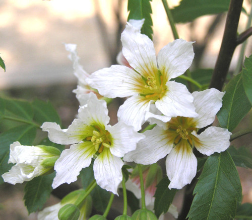 Xanthoceras sorbifolium - Yellowhorn Seeds