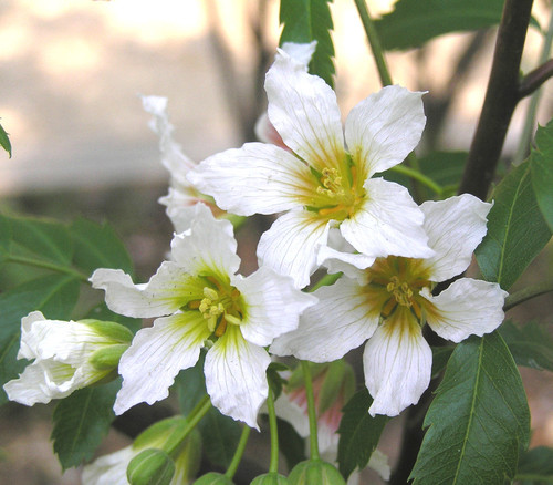 Xanthoceras sorbifolium - Yellowhorn Seeds