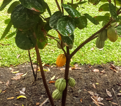 Theobroma bicolor - Mocambo - Seeds