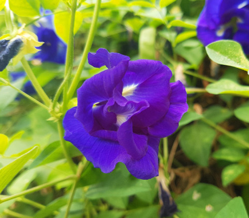 Clitoria ternatea - Double Blue Butterfly Pea Seeds