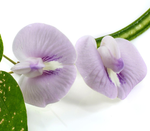 Clitoria macrophylla - Pigeonwing Seeds