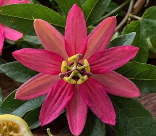 Passiflora adulterina - Passiflora adulterina Seeds