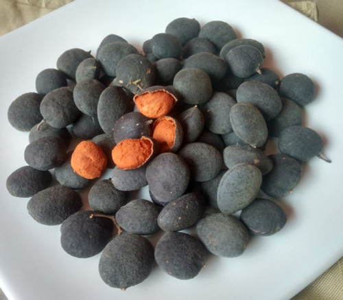 Dialium indum - Tamarind Plum Seeds Dialium indum - Tamarind Plum Seeds
