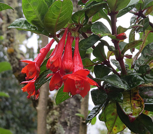 Fuchsia vulcanica - Lady's Eardrops Seeds Fuchsia vulcanica - Lady's Eardrops Seeds
