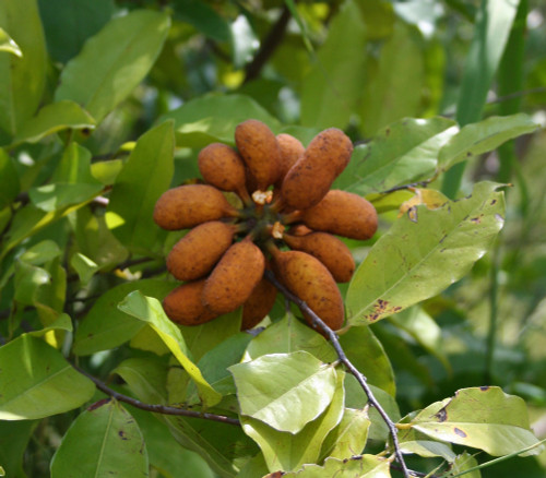 Uvaria chamae - Bush Banana Seeds