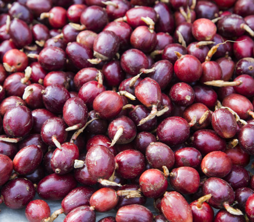 Amomum tsao-ko - Black Cardamom Seeds Amomum tsao-ko - Black Cardamom Seeds