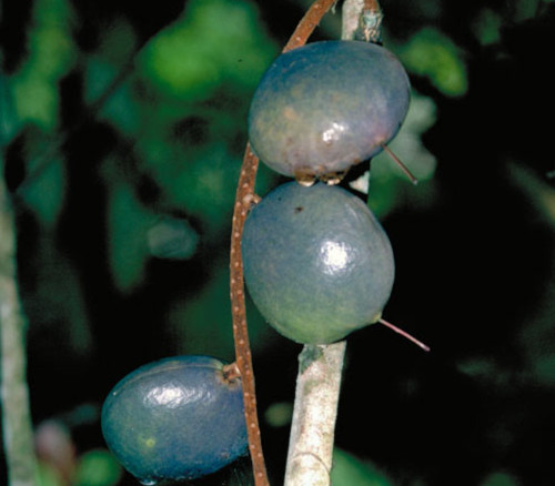 Athertonia diversifolia - Atherton Almond Seeds Athertonia diversifolia - Atherton Almond Seeds