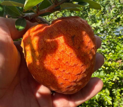 Annona spinescens - Red Cherimoya Seeds