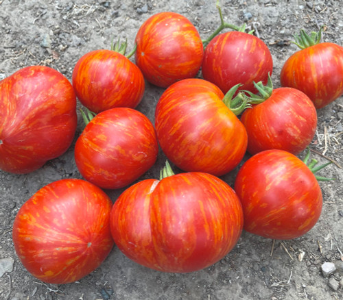 Painted Lady Tomato Seeds Painted Lady Tomato Seeds