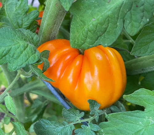 Orange Accordion Tomato