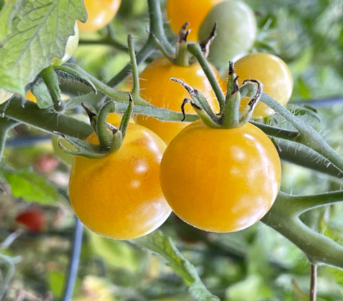 Napa Chardonnay Tomato Seeds