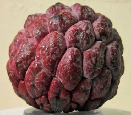 Annona squamosa - Isan Indigo Sugar Apple Seeds Annona squamosa - Isan Indigo Sugar Apple Seeds