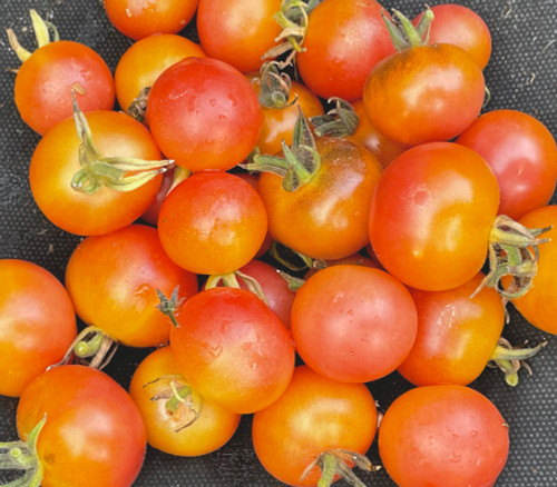 Napa Rose Tomato Seeds