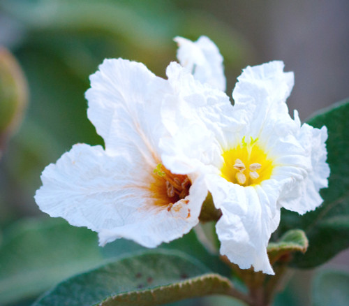 Cordia boissieri - Mexican Olive Seeds