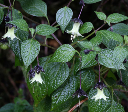 Jaltomata viridiflora - Jaltomata viridiflora Seeds