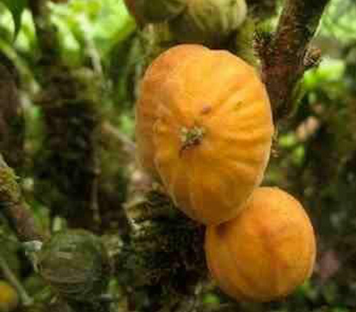 Plinia salticola - Dwarf Mulchi Seeds