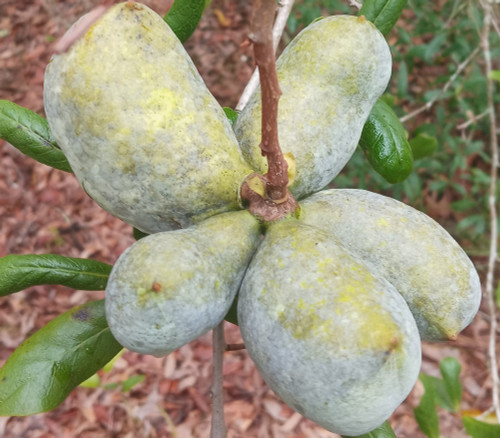 Asimina obovata - Bigflower Pawpaw Seeds Asimina obovata - Bigflower Pawpaw Seeds