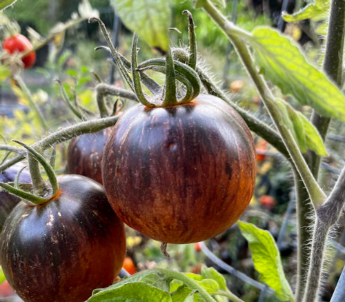 Midnight Tiger Tomato Seeds
