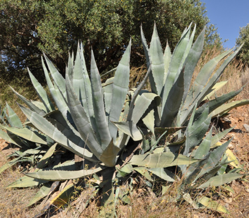 Agave americana - Century Plant Seeds Agave americana - Century Plant Seeds