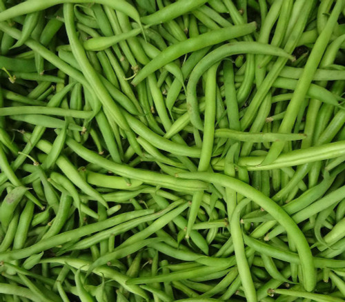 Burpee Stringless Green Bush Bean Seeds