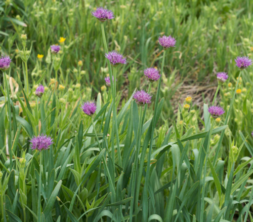 Allium validum - Pacific Mountain Onion