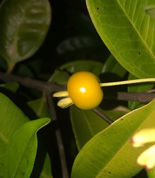 Eugenia brasiliensis - Orange Grumichama Seeds Eugenia brasiliensis - Orange Grumichama Seeds