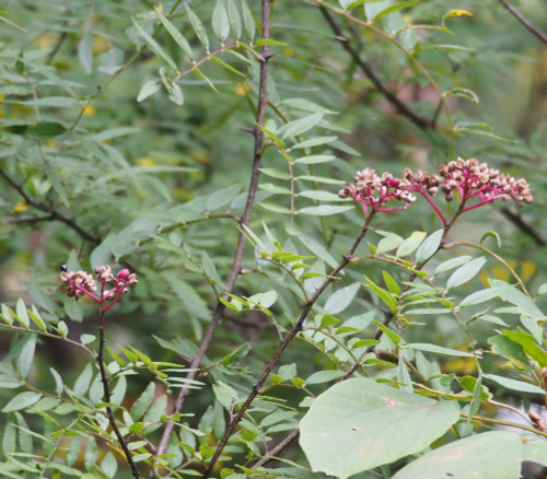 Zanthoxylum schinifolium - Peppertree Seeds