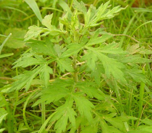 Artemisia argyi - Silvery Wormwood