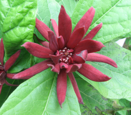 Calycanthus floridus - Carolina Allspice Seeds
