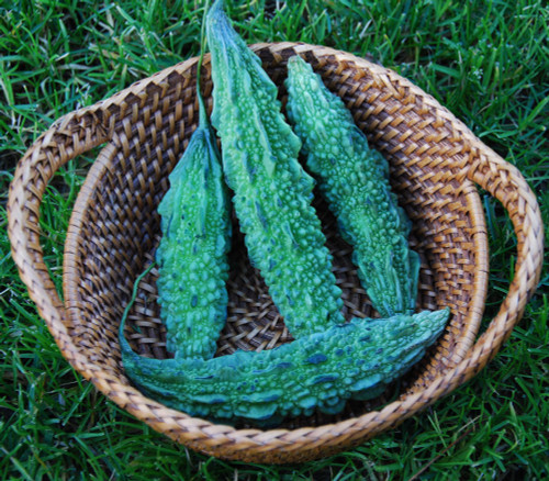 Bitter Gourd, India Long Green Seeds Bitter Gourd, India Long Green Seeds