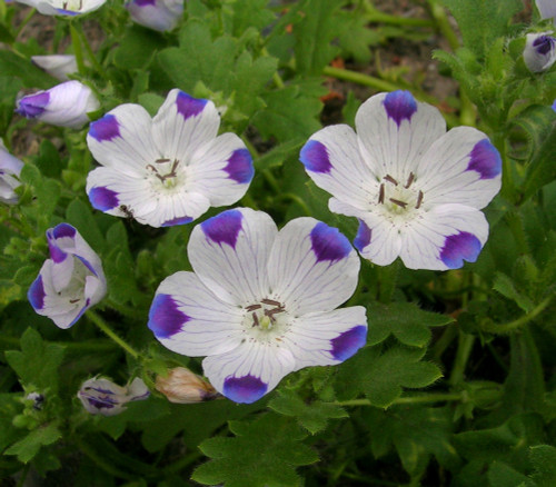 Nemophila maculata - Five Spot Seeds