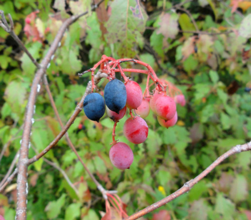 Viburnum lentago - Nannyberry Seeds